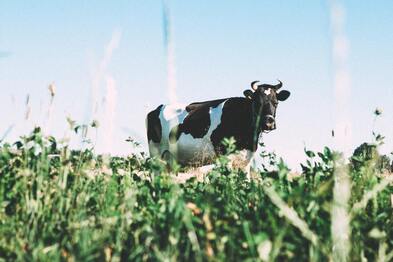 A dairy cow stands in a field of long grass