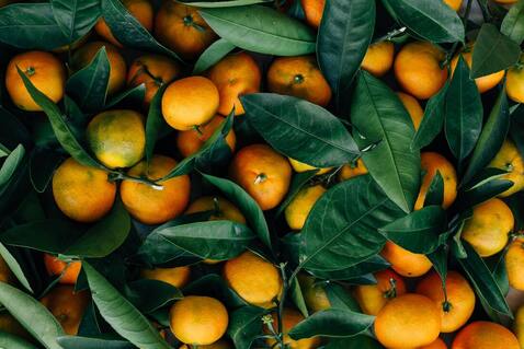 A decorative photo of oranges--which are famously high in vitamin C.